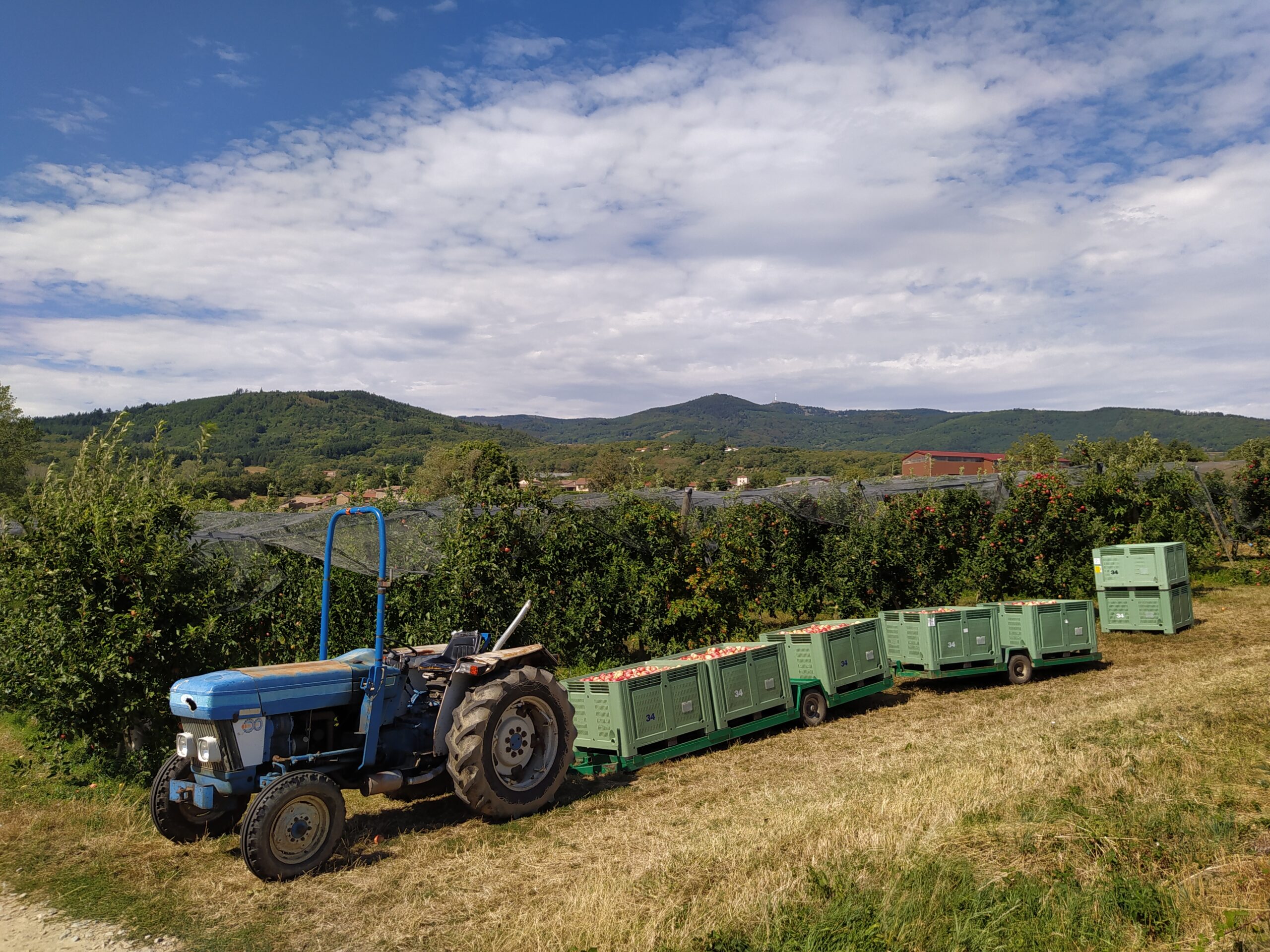 pommier avec un tracteur transportant des pommes